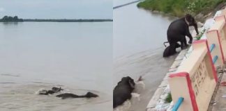 #VIDEO // ¡Entre las aguas del desastre! Elefantes desafían las inundaciones en Nepal