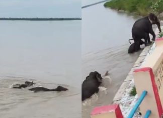 #VIDEO // ¡Entre las aguas del desastre! Elefantes desafían las inundaciones en Nepal