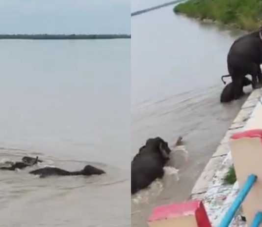 #VIDEO // ¡Entre las aguas del desastre! Elefantes desafían las inundaciones en Nepal