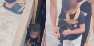 ¡Héroe de altura! Niño se arriesga para rescatar a un perro atrapado