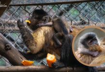 Celebra Zoológico de Morelia el nacimiento de una tierna cría de mono capuchino