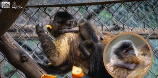 Celebra Zoológico de Morelia el nacimiento de una tierna cría de mono capuchino