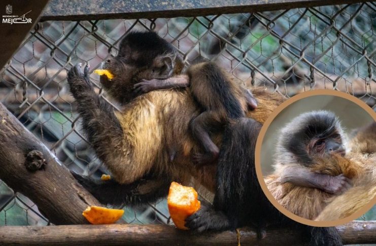 Celebra Zoológico de Morelia el nacimiento de una tierna cría de mono capuchino