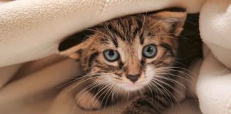 Cinco curiosidades de los gatos que probablemente no conocías