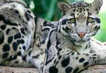 ¿Por qué se celebra el Día Internacional del Leopardo Nublado y cuál es su importancia para la conservación?