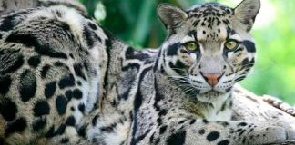 ¿Por qué se celebra el Día Internacional del Leopardo Nublado y cuál es su importancia para la conservación?