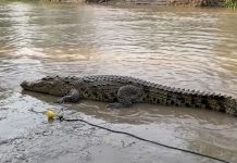 #Video // Avistan cocodrilos en calles inundadas tras fuertes lluvias en Puerto Vallarta