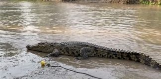 #Video // Avistan cocodrilos en calles inundadas tras fuertes lluvias en Puerto Vallarta