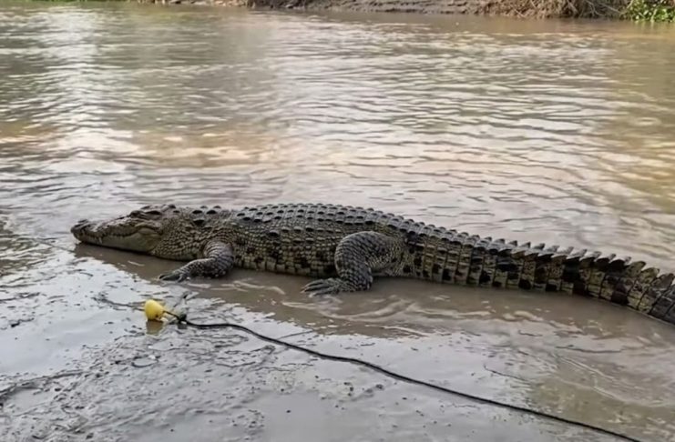 #Video // Avistan cocodrilos en calles inundadas tras fuertes lluvias en Puerto Vallarta