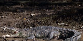 Los cocodrilos se consolidan como especies clave para la salud y el equilibrio de los humedales en México