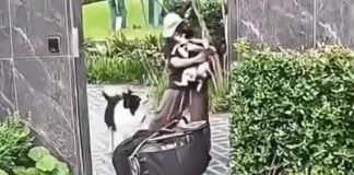 Video // Mujer que paseaba a su bebé en carreola es atacada por perro sin correa
