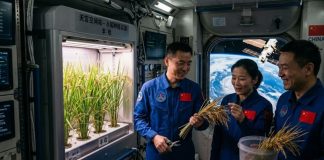 China ya cultiva arroz nacido en el espacio: así funcionan las “semillas espaciales” de la estación Tiangong