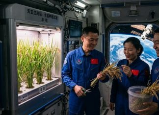 China ya cultiva arroz nacido en el espacio: así funcionan las “semillas espaciales” de la estación Tiangong