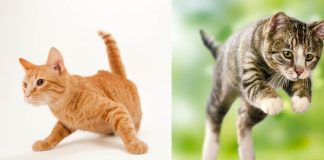 El secreto de los gatos para caer siempre de pie