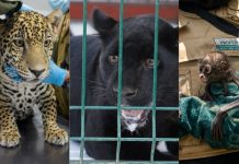 Zoológico de Morelia ha recibido más de 450 animales rescatados en la presente administración