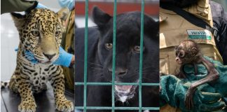 Zoológico de Morelia ha recibido más de 450 animales rescatados en la presente administración