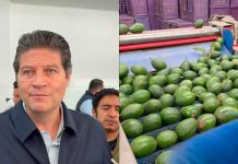 Exige edil moreliano mayor seguridad integral para sector aguacatero ante cierre de frontera