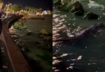 #VIDEO // Cocodrilo “Larry” atrae a visitantes en el Boulevard Bahía de Chetumal, Quintana Roo