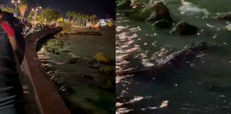 #VIDEO // Cocodrilo “Larry” atrae a visitantes en el Boulevard Bahía de Chetumal, Quintana Roo
