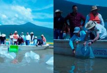 Liberan 80 mil alevines de pez blanco en el lago de Pátzcuaro