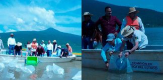 Liberan 80 mil alevines de pez blanco en el lago de Pátzcuaro