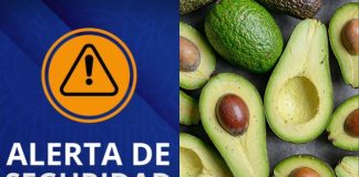 Se reactiva exportación de aguacate michoacano a EE.UU. a partir del 8 de agosto