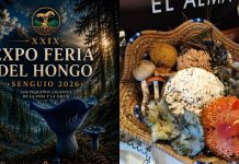 Senguio celebra la riqueza de sus bosques con la Expo Feria del Hongo 2026