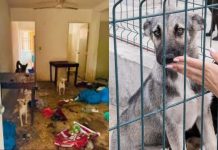 Hallan bolsas con restos de animales mutilados tras rescate de perritos en Culiacán
