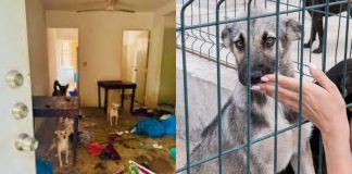 Hallan bolsas con restos de animales mutilados tras rescate de perritos en Culiacán