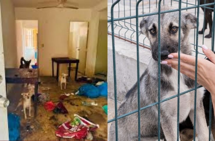 Hallan bolsas con restos de animales mutilados tras rescate de perritos en Culiacán