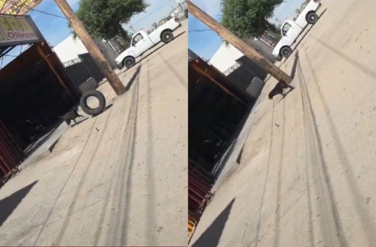#VIDEO // Lomito “chambeador” conquista internet tras ayudar a pasar llantas en una vulcanizadora