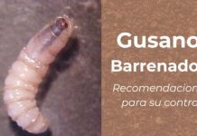 Gobernador de Sonora confirma primer caso de gusano barrenador; activan cerco sanitario