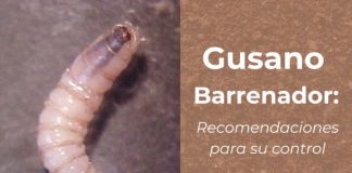 Gobernador de Sonora confirma primer caso de gusano barrenador; activan cerco sanitario