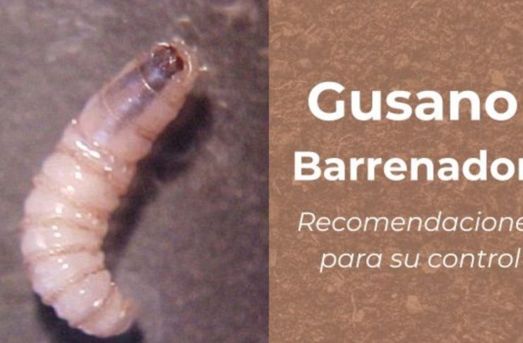 Gobernador de Sonora confirma primer caso de gusano barrenador; activan cerco sanitario