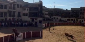 #VIDEO // Toro desata el pánico tras saltar la barrera del ruedo en plaza de España
