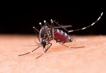 ¿Por qué existe un Día Mundial del Mosquito y qué enfermedades transmite?