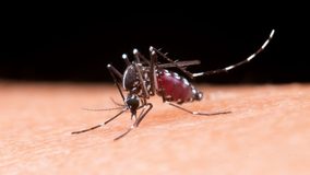 ¿Por qué existe un Día Mundial del Mosquito y qué enfermedades transmite?