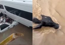 #VIDEO // Tormenta en Acapulco deja una mujer muerta, severas inundaciones, vehículos y animales arrastrados