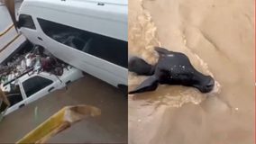 #VIDEO // Tormenta en Acapulco deja una mujer muerta, severas inundaciones, vehículos y animales arrastrados