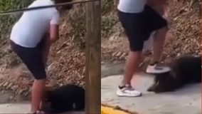 #VIDEO // Sujeto es captado golpeando y pateando a perrito mientras lo amarra a poste en Zumpahuacán