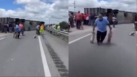 #VIDEO // Vuelco de tráiler cargado con cerdos desata actos de rapiña en Navojoa