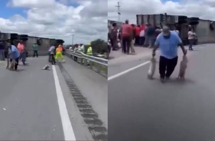 #VIDEO // Vuelco de tráiler cargado con cerdos desata actos de rapiña en Navojoa