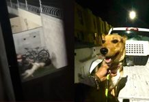 #VIDEO //”Caso Orejas”: resguardan a perrito agredido por su dueño en León mientras ola fiscalía investiga