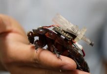 Desarrollan cucarachas cíborg para buscar y brindar medicina a supervivientes en zonas de desastre