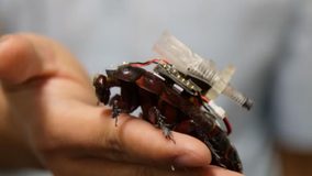 Desarrollan cucarachas cíborg para buscar y brindar medicina a supervivientes en zonas de desastre