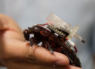 Desarrollan cucarachas cíborg para buscar y brindar medicina a supervivientes en zonas de desastre