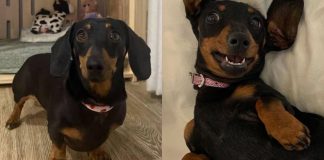 “Valerie”, la perrita salchicha que sobrevivió 18 meses en una isla salvaje en Australia y regresó más fuerte