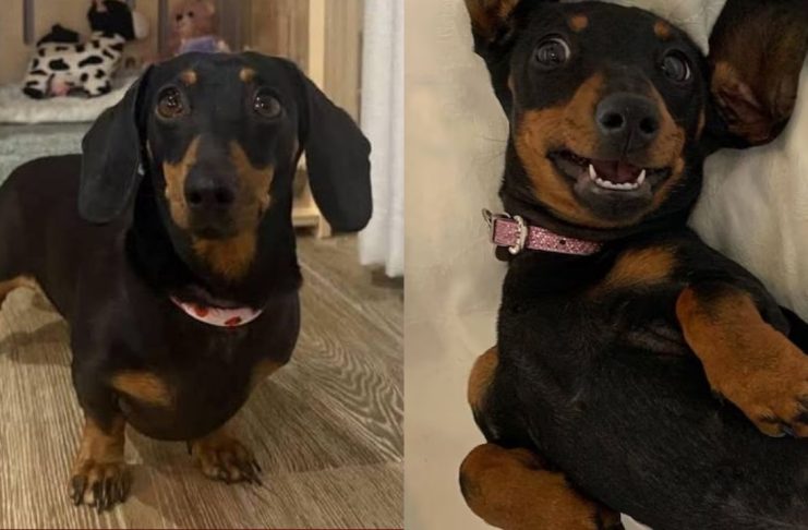 “Valerie”, la perrita salchicha que sobrevivió 18 meses en una isla salvaje en Australia y regresó más fuerte