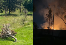 #VIDEO // Denuncian tala y quema de árboles en área verde de Arboretum en Morelia