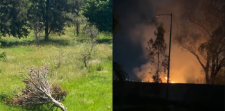 #VIDEO // Denuncian tala y quema de árboles en área verde de Arboretum en Morelia